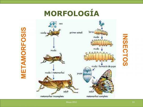 Metamorfos av insekter - Sammanfattning - Vad är metamorfos?