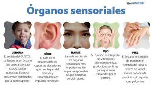 SENSORY organs of the human body and their FUNCTIONS