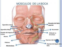 All the muscles of the mouth and their functions - SUMMARY + IMAGE