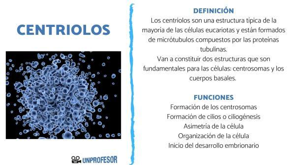 Centrioles: fonksiyonlar, özellikler ve yapı