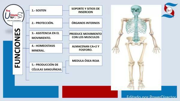 Functions of the bones - Bones are constantly changing