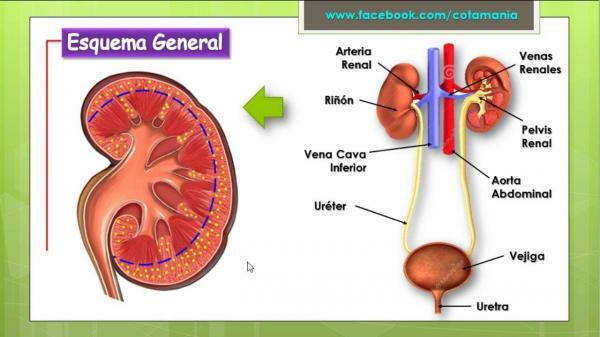 Function of the excretory system - Parts of the excretory system