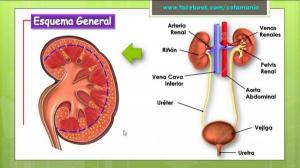 Function of the excretory system