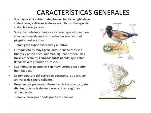 Classification of birds - What are the characteristics of the most outstanding birds? 