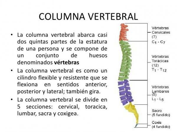 척추의 부분 - 척추는 무엇입니까?