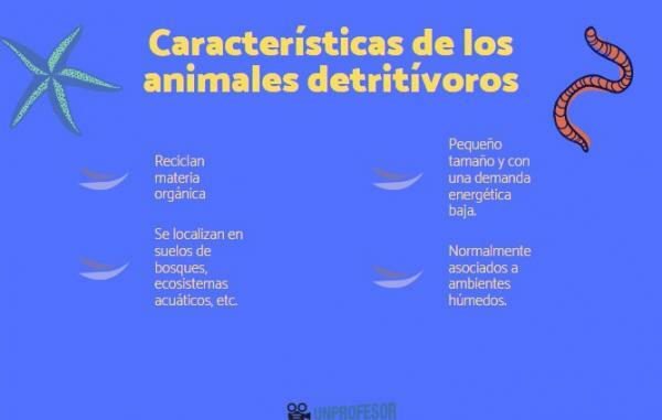 Детритоери животни: характеристики и примери - Характеристики на детритиворите