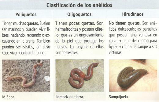 Annelids: types, characteristics and examples - Types of annelids