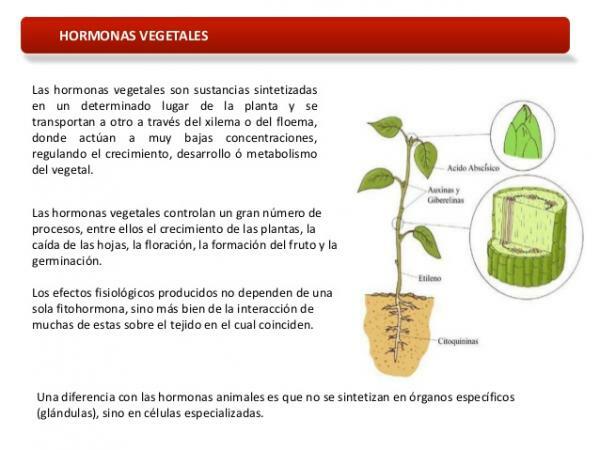 Wat zijn plantenhormonen en hoe worden ze geclassificeerd - Ethyleen: voortplanting en rijping