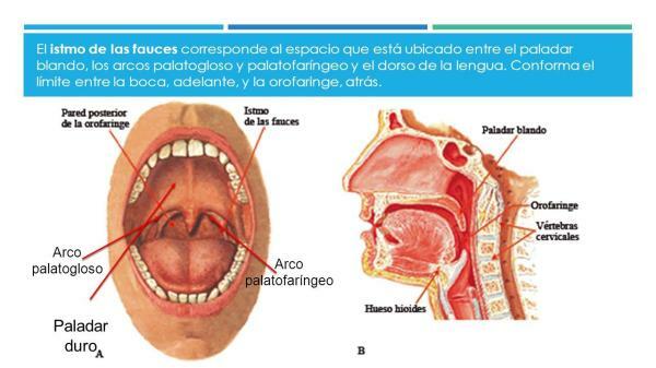 Function of the isthmus of the fauces - What is the isthmus of the fauces?