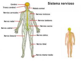 The parts of the nervous system