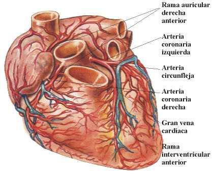 Časti srdca a ich funkcie - Tepny a žily, ktoré spájajú srdce s telom