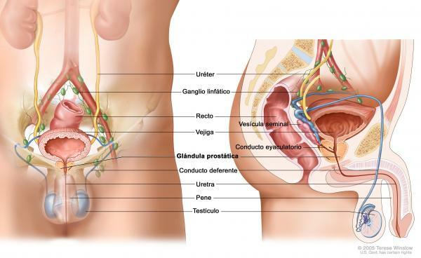 Prostate: definition, function and characteristics - What is the prostate? Simple definition 