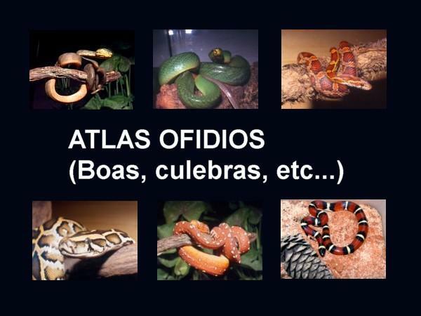 파충류의 분류 - Ophidians 또는 뱀