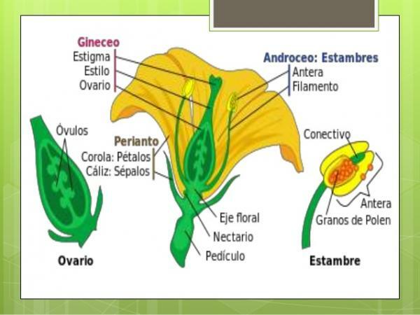 Types of plant reproduction - Sexual reproduction in plants