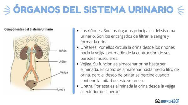 Organ i urinsystemet - Beskrivning och funktion av organen i urinsystemet