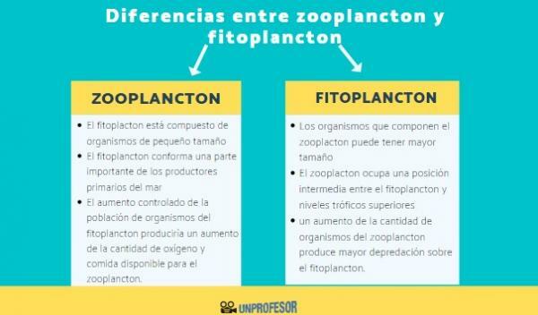 Zooplanktons un fitoplanktons: atšķirības - atšķirības starp zooplanktonu un fitoplanktonu