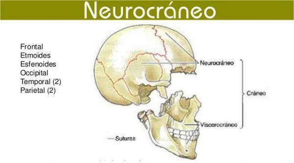 What are the functions of the skull - Functions of the neurocranium