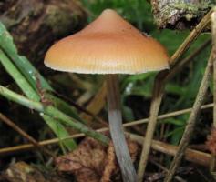 30 видов грибов (классифицированы и описаны)