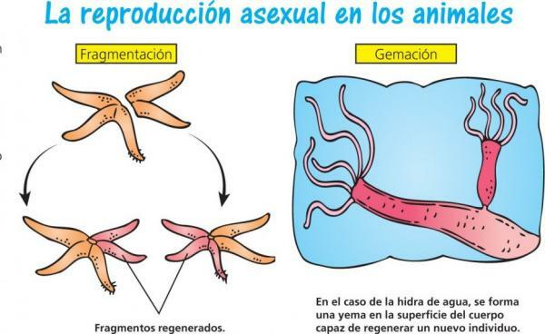 What is Asexual Reproduction: With Examples - Advantages and Disadvantages of Asexual Reproduction
