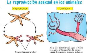 Ta reda på vad asexuell reproduktion är