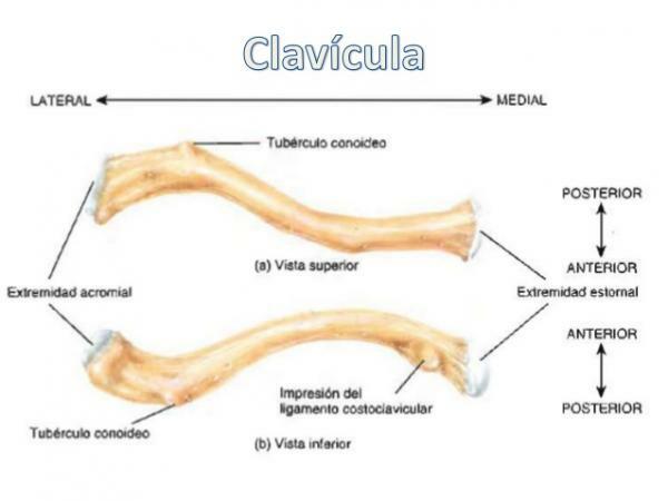 Shoulder Bones - The clavicle, one of the shoulder bones 