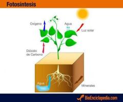 The plants' photosynthesis