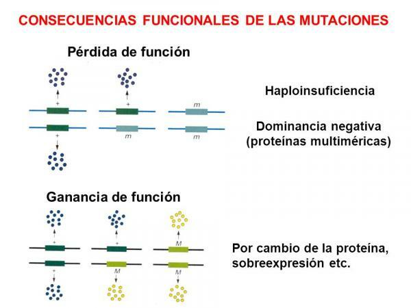 Konsekvenser av mutasjoner - Funksjonelle konsekvenser av mutasjoner 