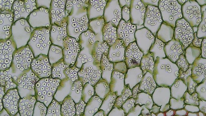 komórki miąższu korzenia trawy