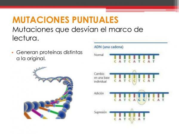 Classification of mutations - Classes of mutations according to their impact on the protein sequence