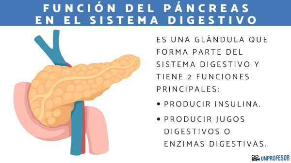 Function of the pancreas in the digestive system