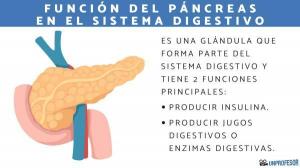 Функция на панкреаса в храносмилателната система