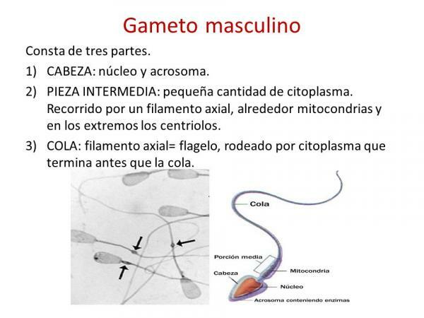 Female and male gamete: definition and differences - The sperm: male gamete