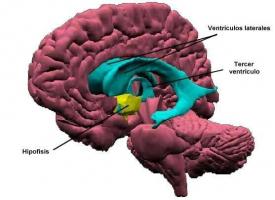 Hypothalamus: Definition, Eigenschaften und Funktionen