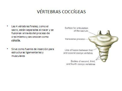 척추의 부분 - 미골 또는 미골 영역