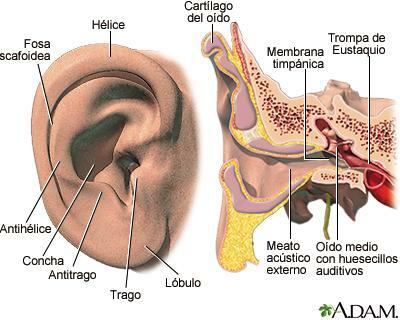 Sensoriska organ och deras funktioner - örat