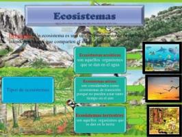 Ekosystem: definition för barn