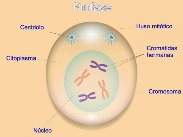 first phase of mitosis prophase