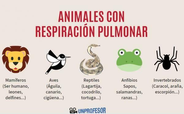 Types of animal respiration - Lung respiration