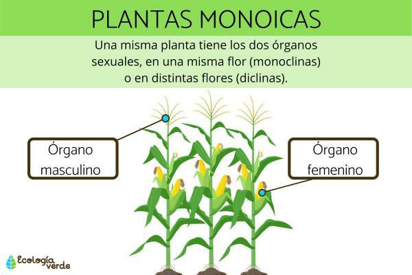 Hermafroditické rostliny - s příklady - Jiné hermafroditické rostliny: jednodomé rostliny