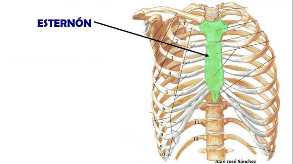 Όλα τα οστά του στήθους - Sternum, Άλλα οστά του στήθους