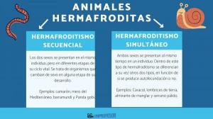 Jak se HERMAPHRODITE ANIMALS reprodukuje