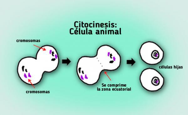 Faser av mitose - Cytokinesis