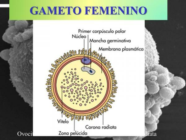 Female and male gamete: definition and differences - The ovum: female gamete
