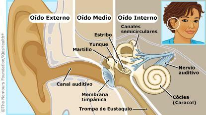 Parts of the external ear and their function - What is the external ear
