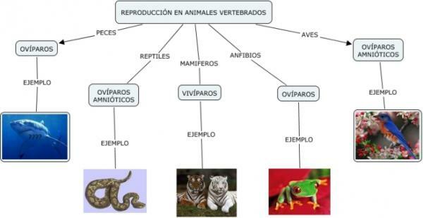 Animal kingdom: general characteristics - The reproduction of animals