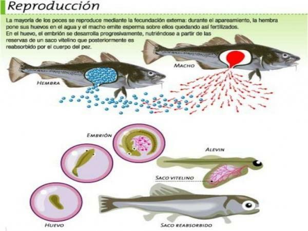 Kā zivis vairojas - Oviparous zivis