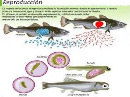 Find out how fish reproduce