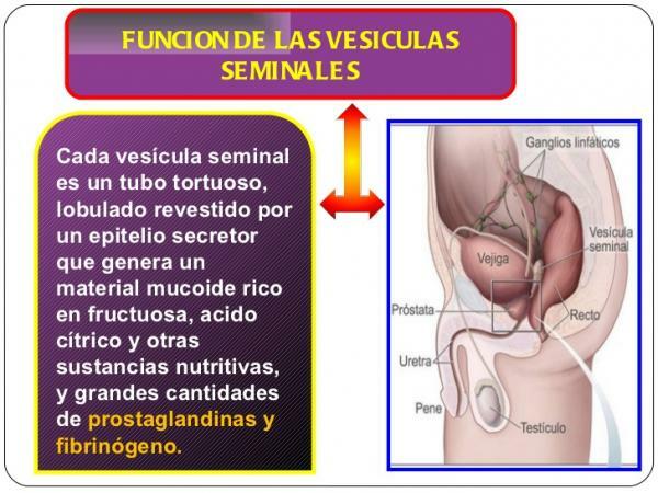 Seminalis vezikulum funkció
