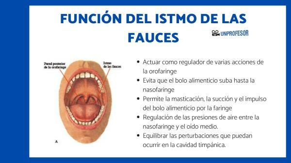 Funksjon av isthmus of fauces - Hva er funksjonen til isthmus of fauces