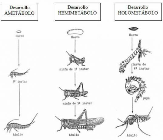 Metamorfóza hmyzu - Shrnutí - Druhy metamorfózy hmyzu 